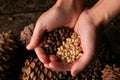 Handful of pine nuts kernels and cedar pine cones Royalty Free Stock Photo