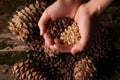Handful of pine nuts kernels and cedar pine cones Royalty Free Stock Photo