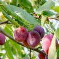 Handful of plum on a branch