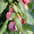 Handful of plum on a branch