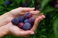 Handful of plum in hands on a background of plum tree