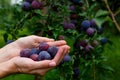 Handful of plum in hands on a background of plum tree