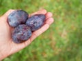 Handful of plum in the palm on a grass background