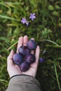 handful of plum in the palms. Woman hand holds plums in garden. close-up top view. Autumn postcard.