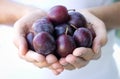 Handful of plums