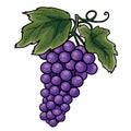 Handful of purple grapes with green leaves, cartoon illustration, isolated object on a white background, vector illustration Royalty Free Stock Photo