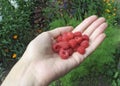 Handful of raspberry in woman's hand