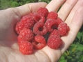 Handful of raspberry on woman's palm Royalty Free Stock Photo