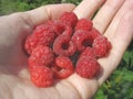 Handful of raspberry on woman's palm