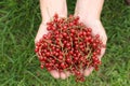 Handful of red currant