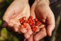 A handful of red fresh freshly picked wild strawberries in men& x27;s hands. Fragaria vesca, commonly called the wild Royalty Free Stock Photo