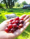 Handful of red, ripe gooseberries with countryside, green background