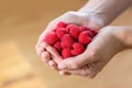 Handful of red ripe raspberry berries with brown wooden background