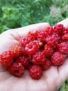 Handful of red, ripe red raspberries Rubus idaeus with nature background