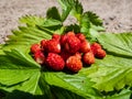 Handful of red, ripe wild strawberries Fragaria vesca on green foliage of strawberry plant outdoors in bright sunlight Royalty Free Stock Photo