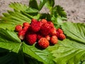 Handful of red, ripe wild strawberries Fragaria vesca on green foliage of strawberry plant outdoors in bright sunlight Royalty Free Stock Photo