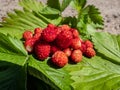 Handful of red, ripe wild strawberries Fragaria vesca on green foliage of strawberry plant outdoors in bright sunlight Royalty Free Stock Photo