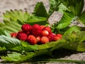 Handful of red, ripe wild strawberries Fragaria vesca on green foliage of strawberry plant outdoors in bright sunlight Royalty Free Stock Photo