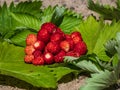 Handful of red, ripe wild strawberries Fragaria vesca on green foliage of strawberry plant outdoors in bright sunlight Royalty Free Stock Photo