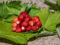 Handful of red, ripe wild strawberries Fragaria vesca on green foliage of strawberry plant outdoors in bright sunlight Royalty Free Stock Photo