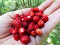 Handful of red, ripe wild strawberries Fragaria vesca with nature background Royalty Free Stock Photo