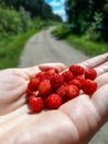 Handful of red, ripe wild strawberries Fragaria vesca on palm of a hand with visible forest road in the background Royalty Free Stock Photo