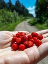 Handful of red, ripe wild strawberries Fragaria vesca on palm of a hand with visible forest road in the background Royalty Free Stock Photo