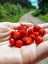 Handful of red, ripe wild strawberries Fragaria vesca on palm of a hand with visible forest road in the background Royalty Free Stock Photo