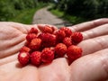 Handful of red, ripe wild strawberries Fragaria vesca on palm of a hand with visible forest road in the background Royalty Free Stock Photo