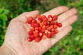 A handful red ripe wild strawberry on blurred background Royalty Free Stock Photo