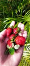 A handful of red strawberries that are very sweet and beautiful in the morning