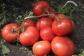 Handful of red tomatoes