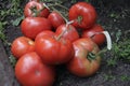 Handful of red tomatoes