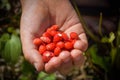 Handful of red wild stawberries Royalty Free Stock Photo