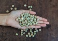 Handful of rich sugar pea seed