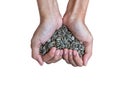 Handful of rich sunflower seeds ( heart shape )