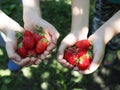 handful of ripe berries. Family with cherries in their hands over green grass