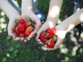 handful of ripe berries. Family with cherries in their hands over green grass Royalty Free Stock Photo