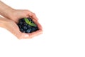 A handful of ripe blueberries in female hands isolated on a white background. Copy space Royalty Free Stock Photo