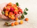 A handful of ripe cloudberries in your hand on a background of burlap. Close up