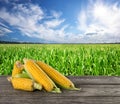 A handful of ripe corn on wooden table in the background of corn Royalty Free Stock Photo