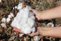A handful of ripe cotton in the palms in the background of plant