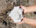 A handful of ripe cotton in the palms