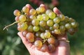 A handful ripe grapes