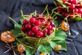 A handful of ripe red cherries in a metal can on a black background with green leaves