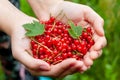 Red currant in the palms of a young woman