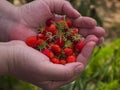 a handful of ripe red strawberries in the palms Royalty Free Stock Photo