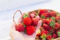 A handful of ripe red strawberries in a woman's hand, strawberries picked from a garden bed