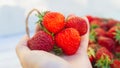 A handful of ripe red strawberries in a woman's hand, strawberries picked from a garden bed