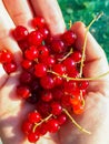 Handful of ripe redcurrants in the sunlight